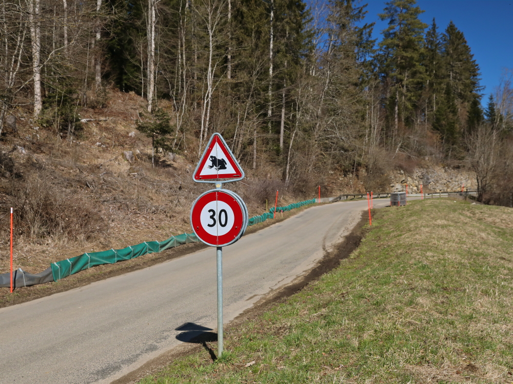 Des travaux pour les amphibiens 
