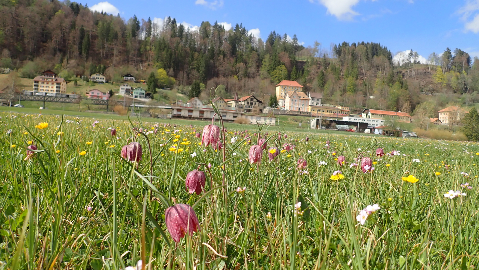 Fritillaires HD