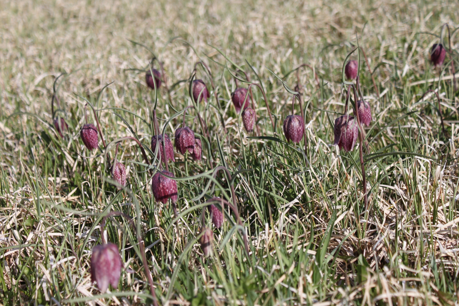 Fritillaires HD