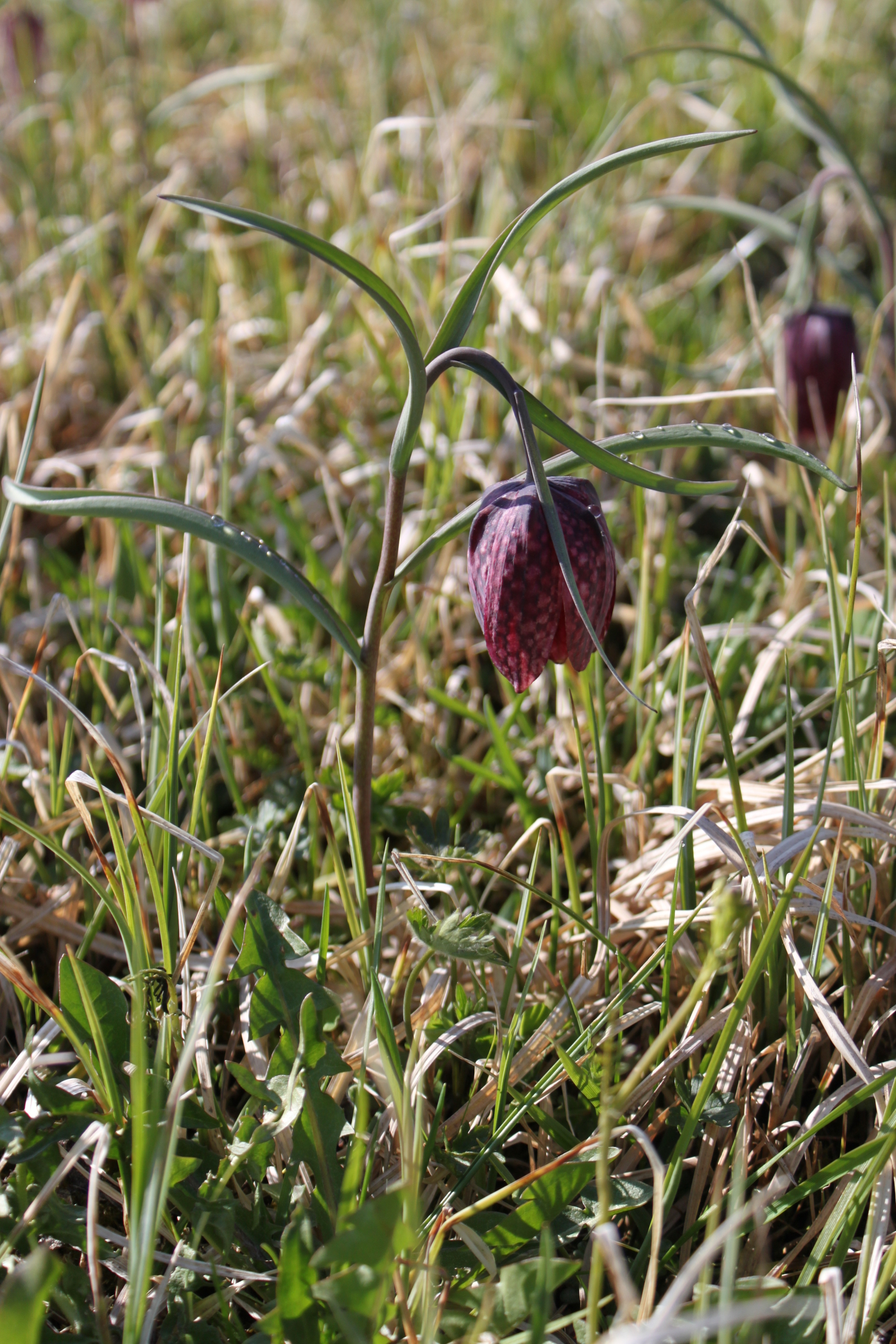 Fritillaires HD