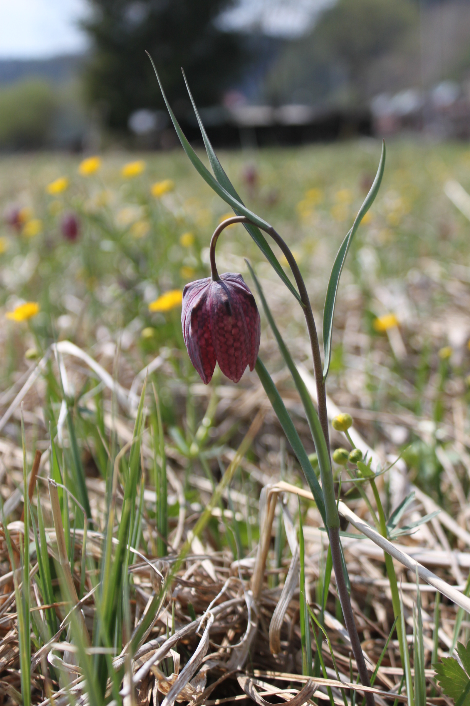 Fritillaires HD