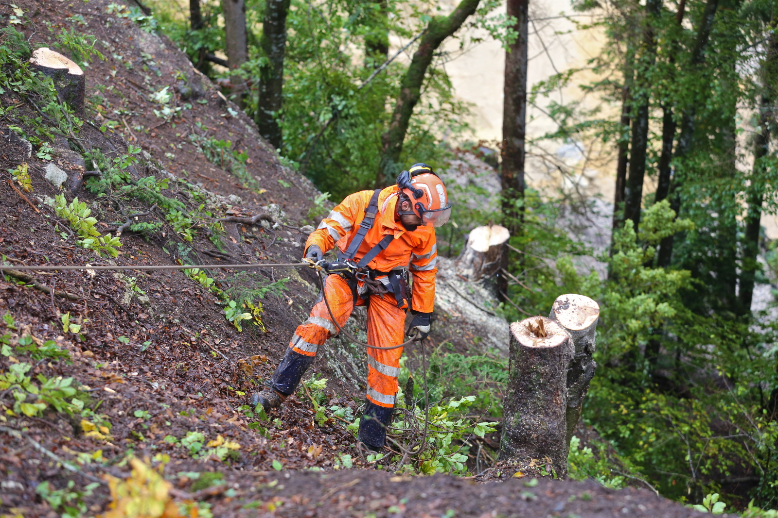 Défrichement arbres carrière