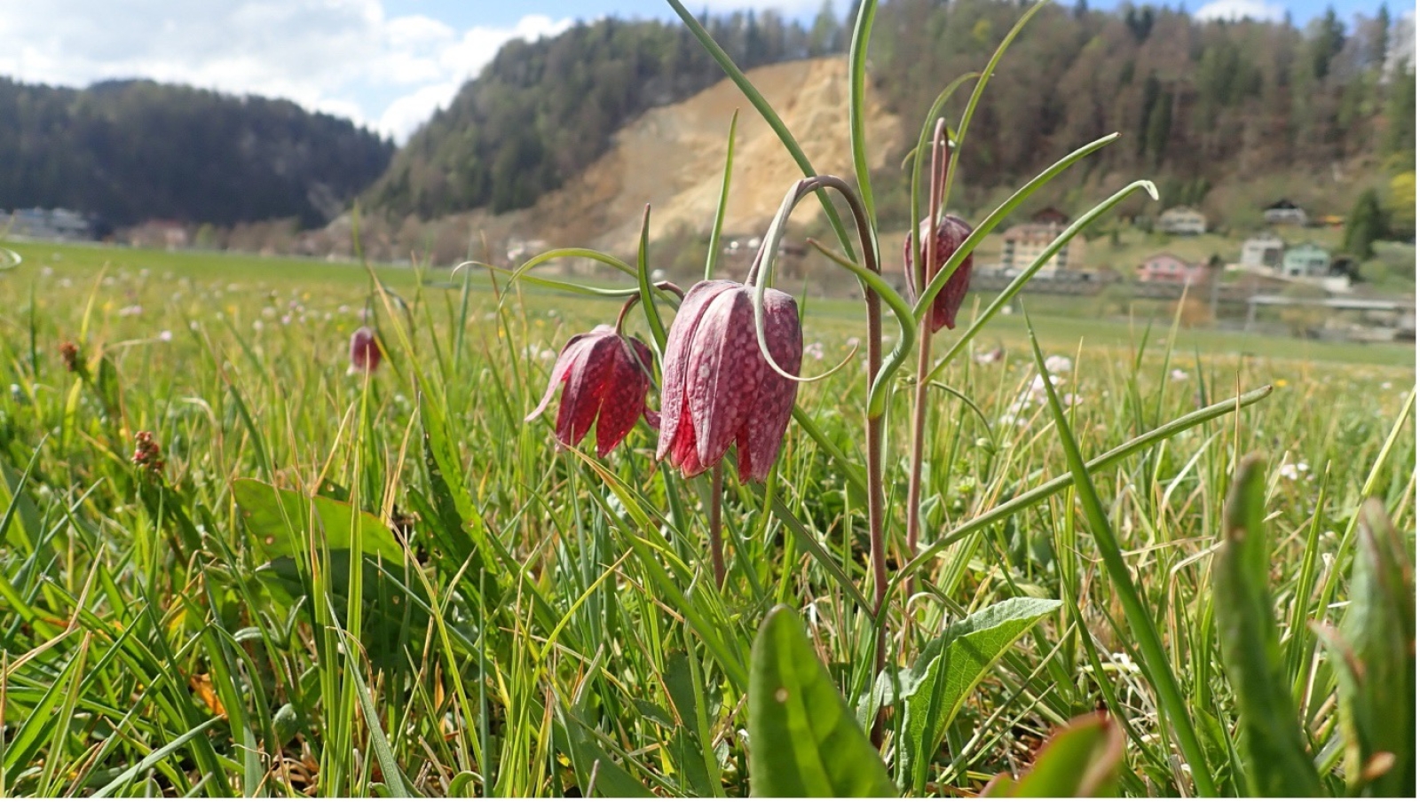 fritillaires