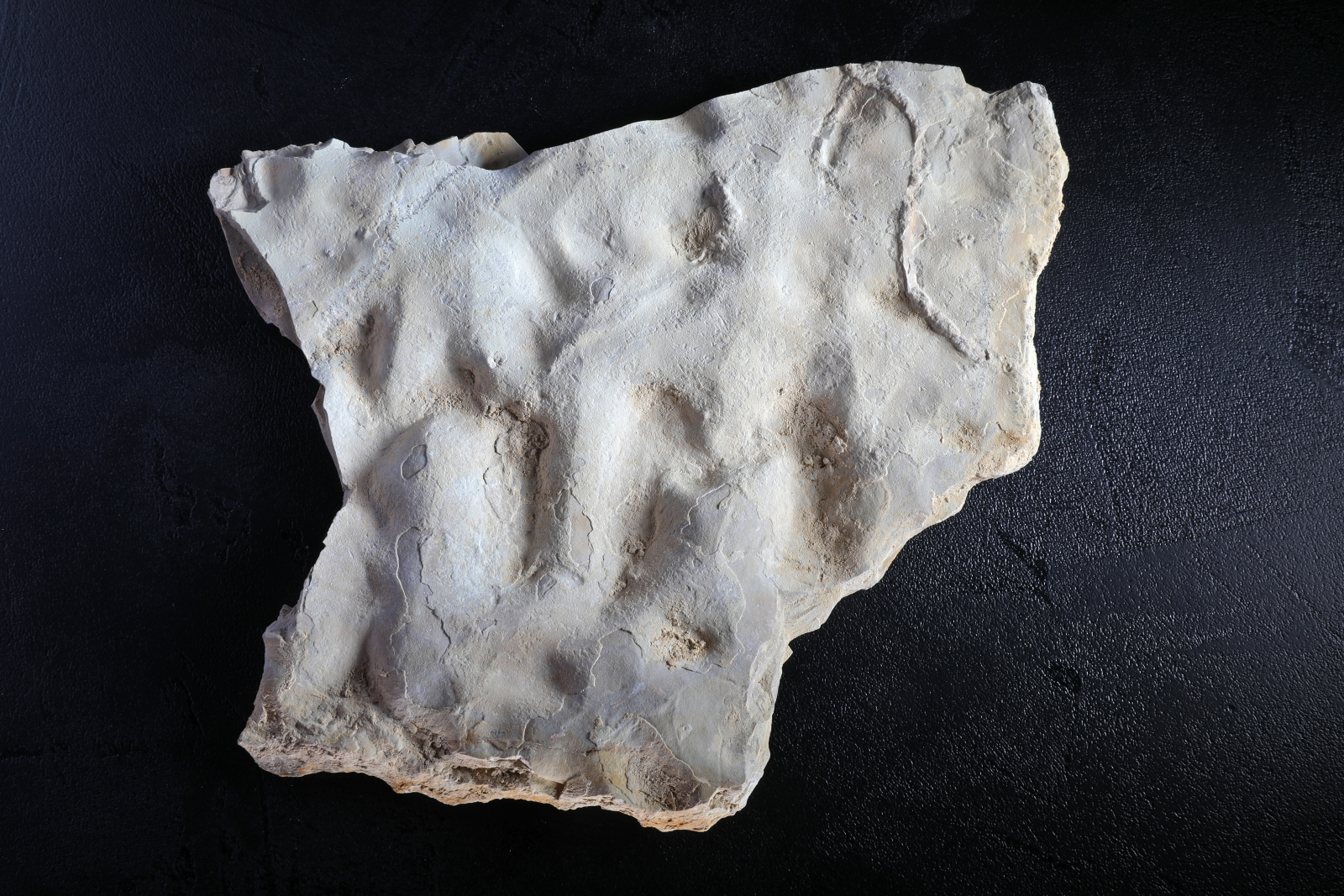 Fossile