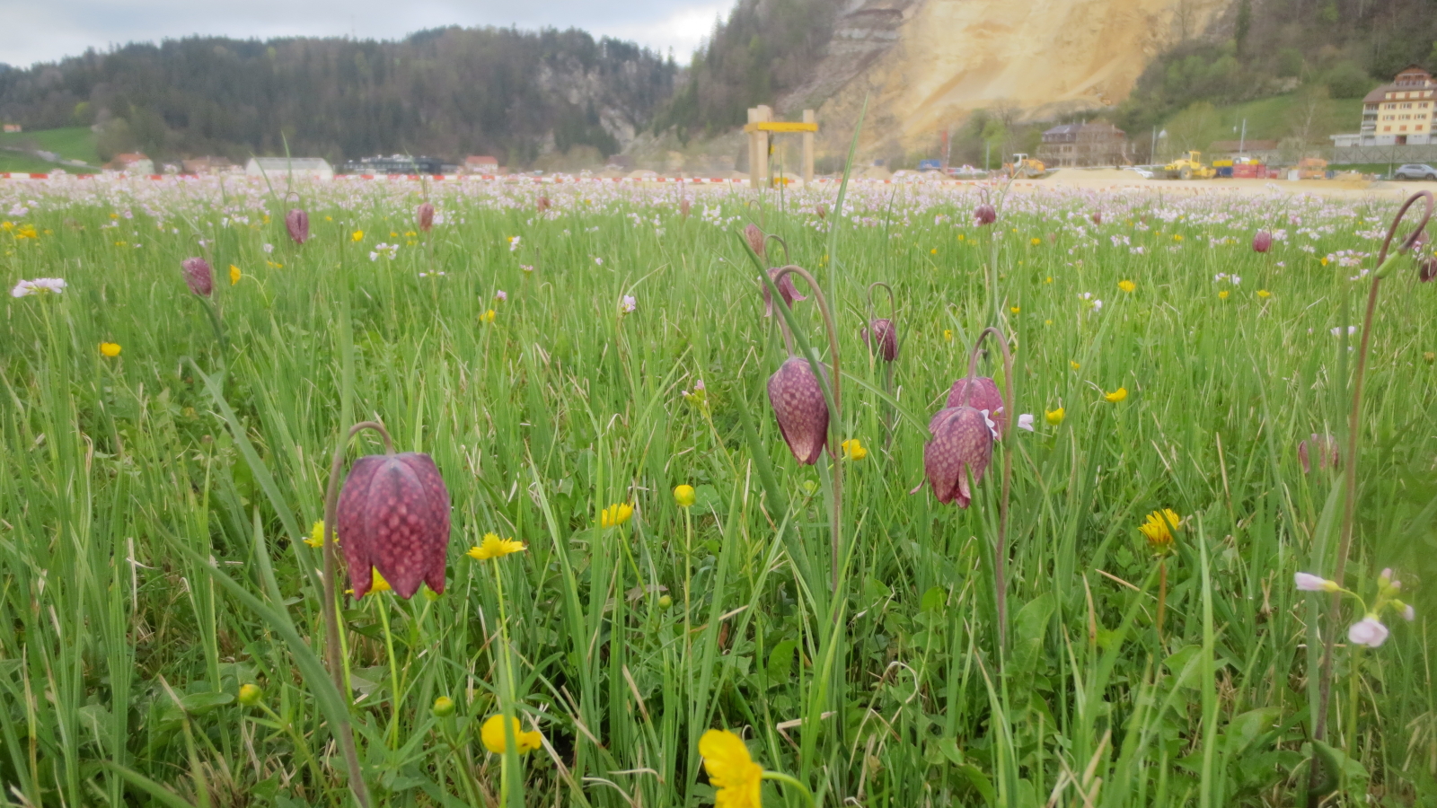 Fritillaires 2