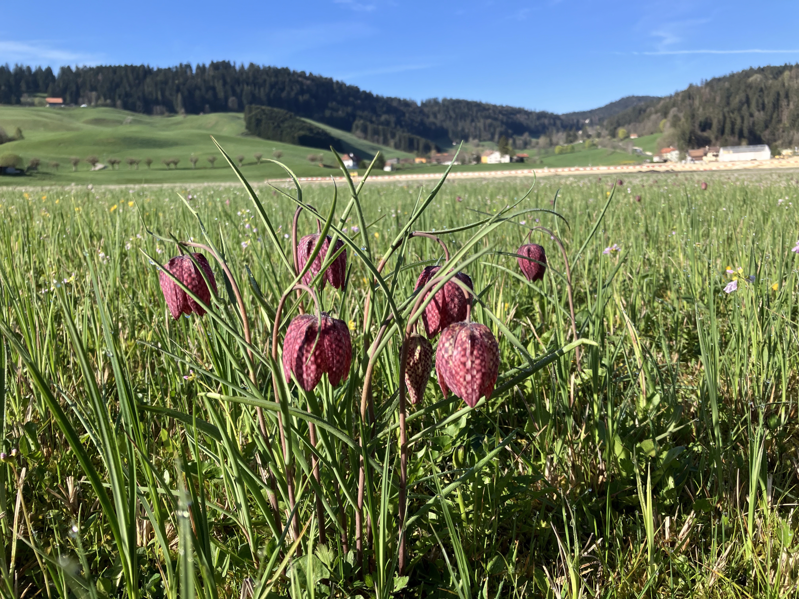 Fritillaire 4