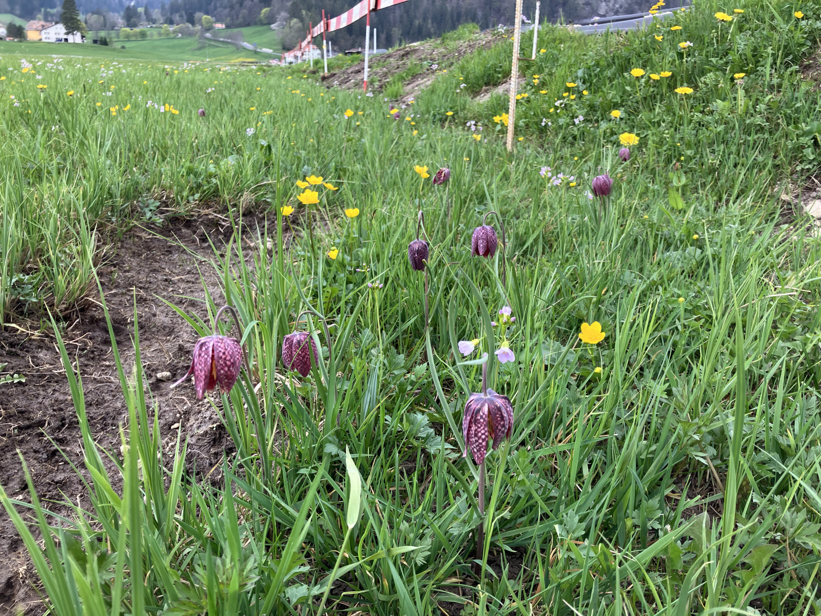 fritillaire 5